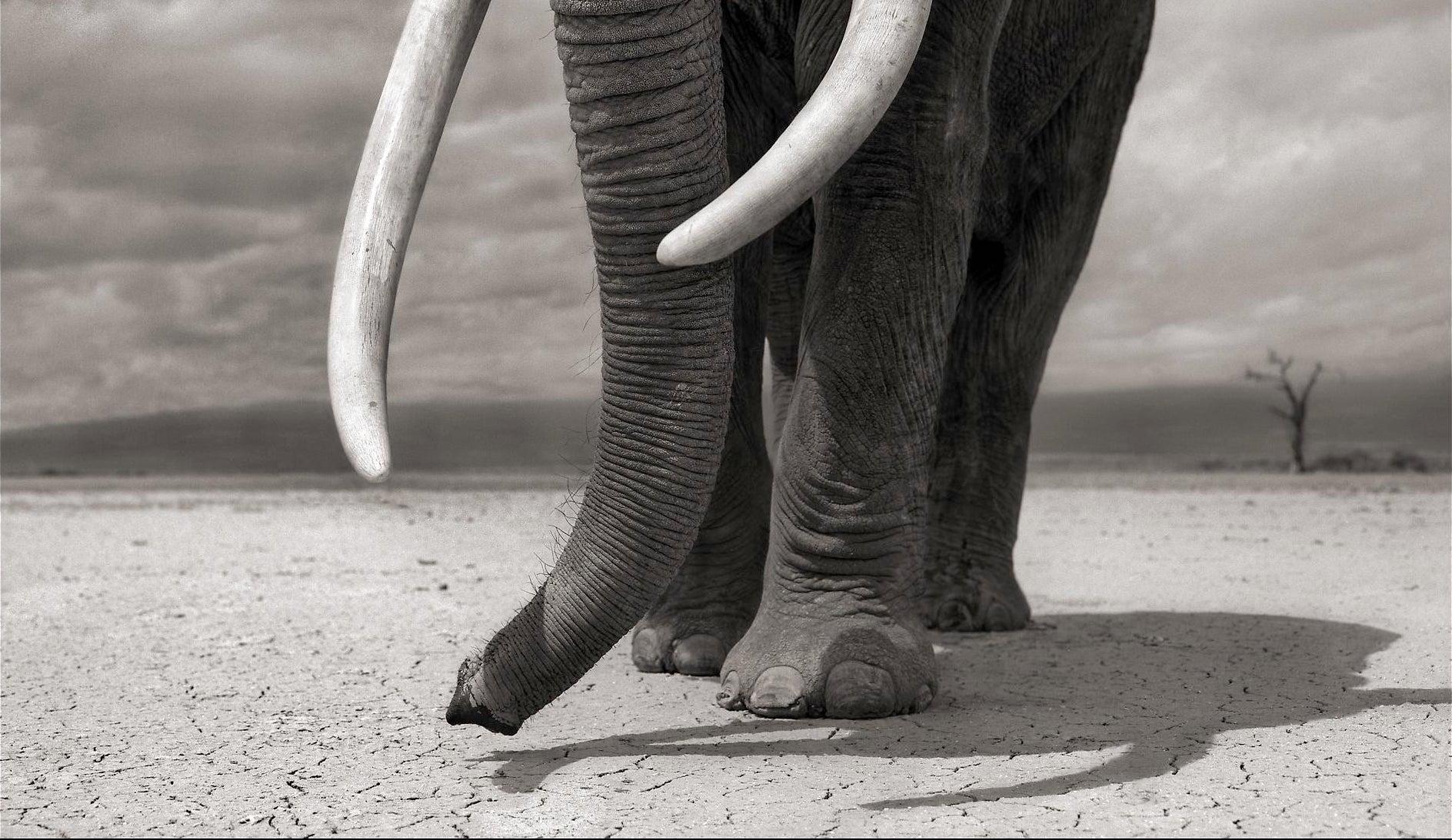 Elefant auf nackter Erde, Amboseli - Nick Brandt, Elefant, Fotografie, Afrika im Angebot 3