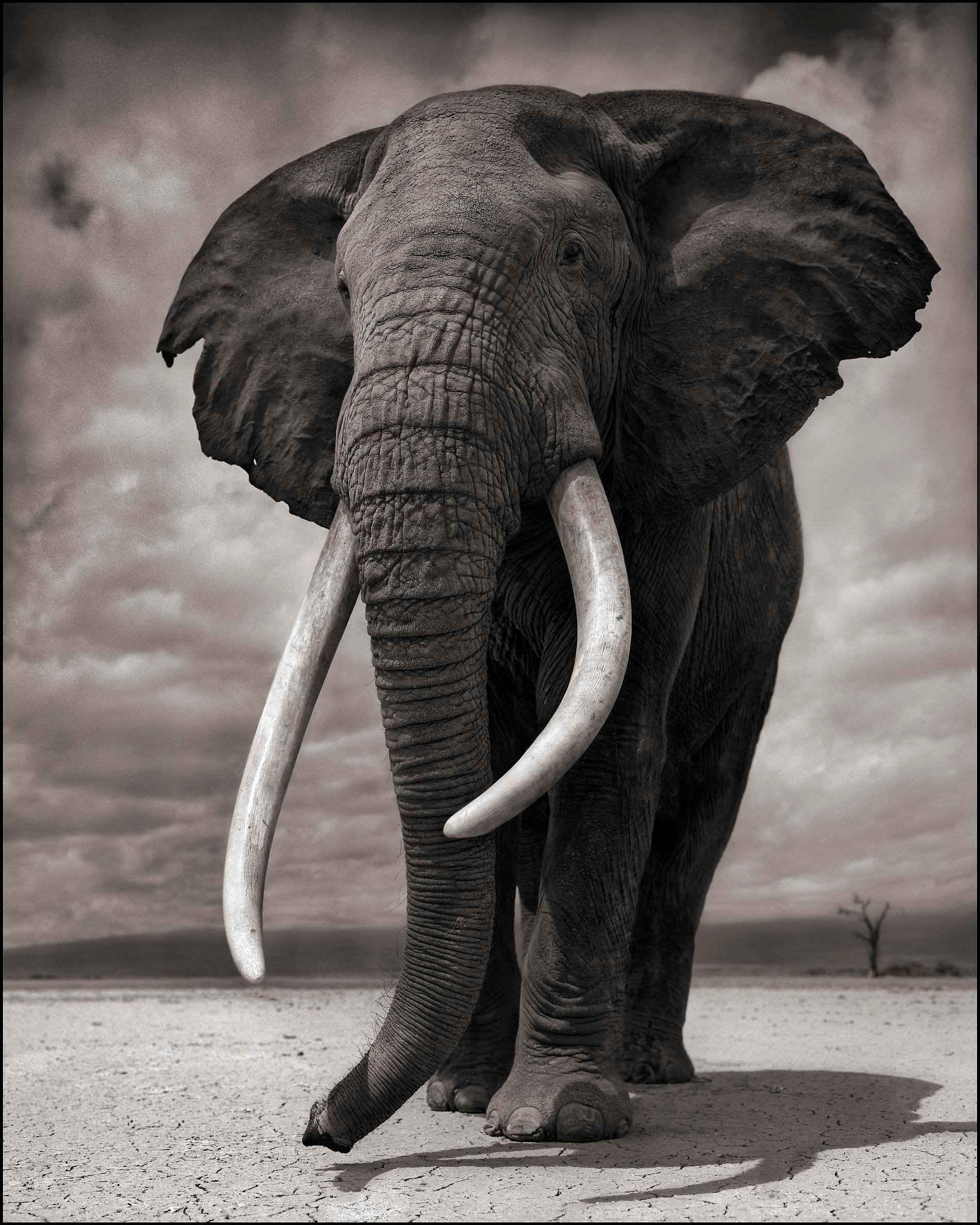Elephant on Bare Earth, Amboseli – Nick Brandt, Elephant, Photography, Africa