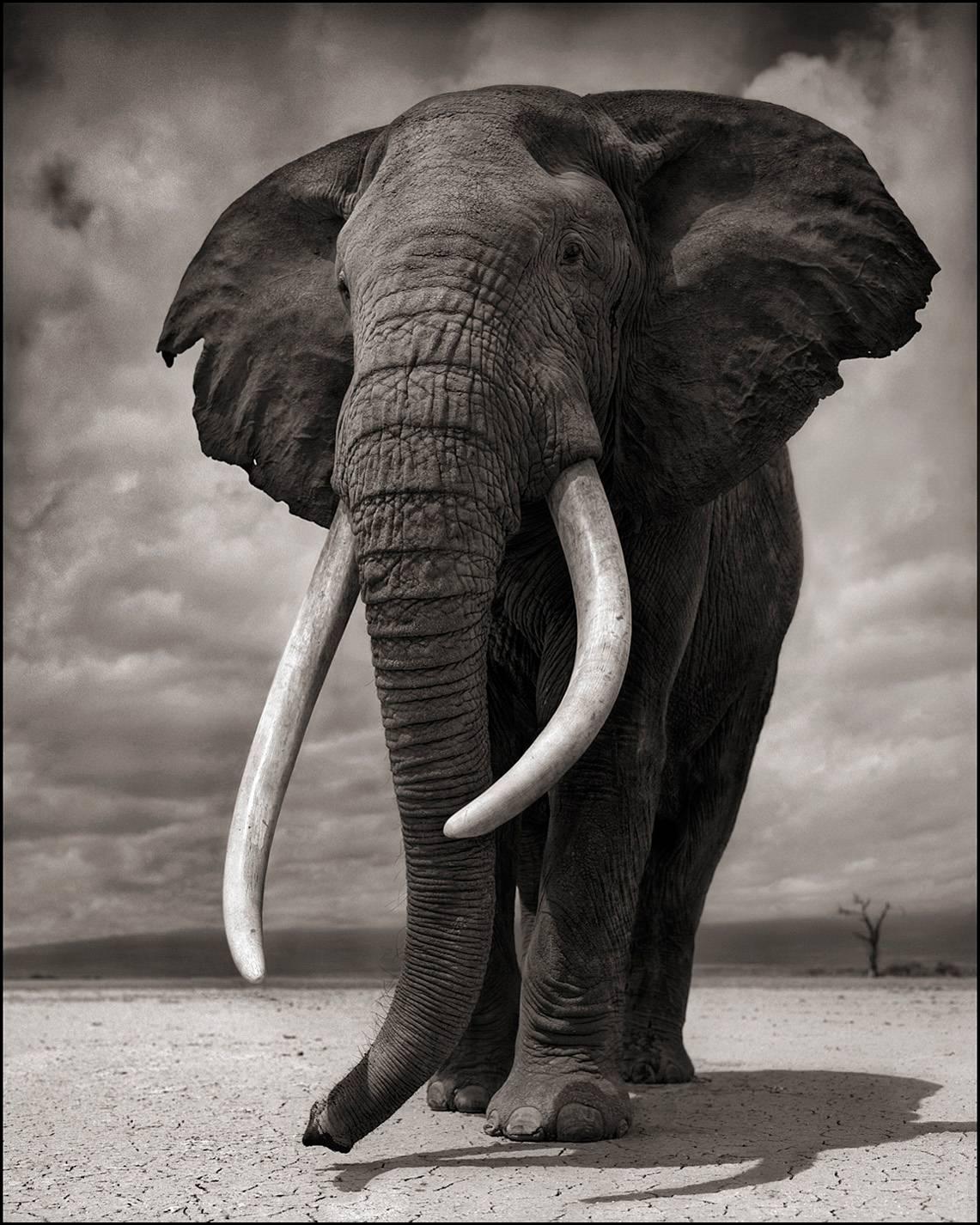 Elephant on Bare Earth, Amboseli - Photograph by Nick Brandt