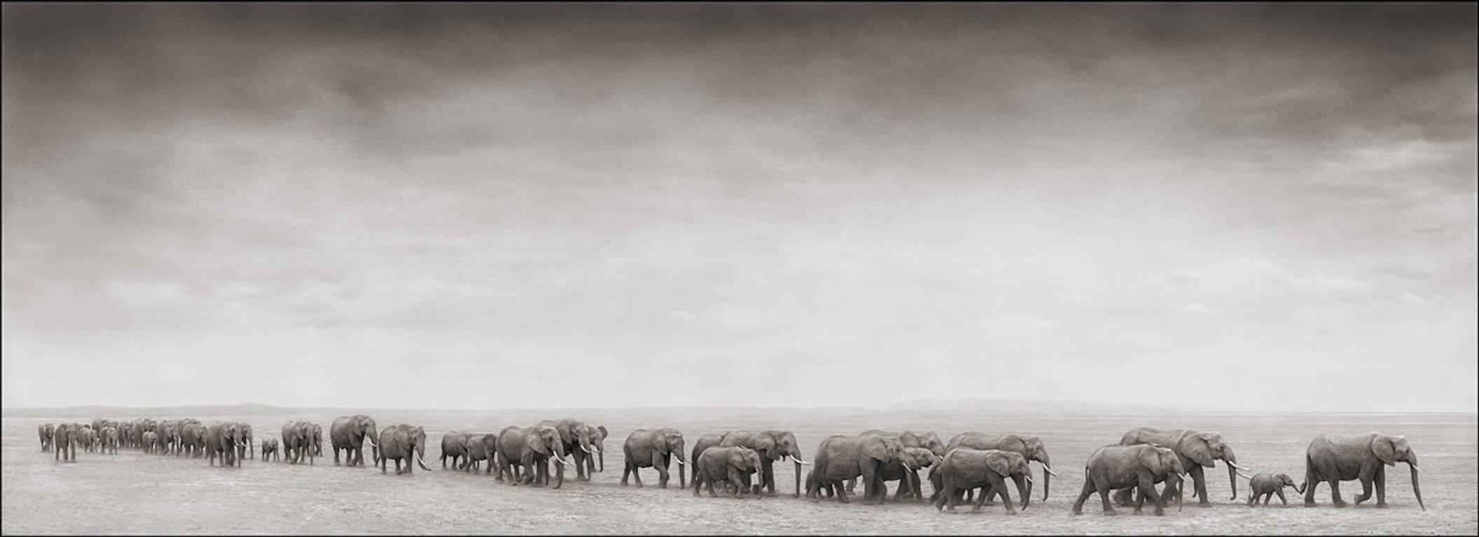 Elephant Train - Photograph by Nick Brandt