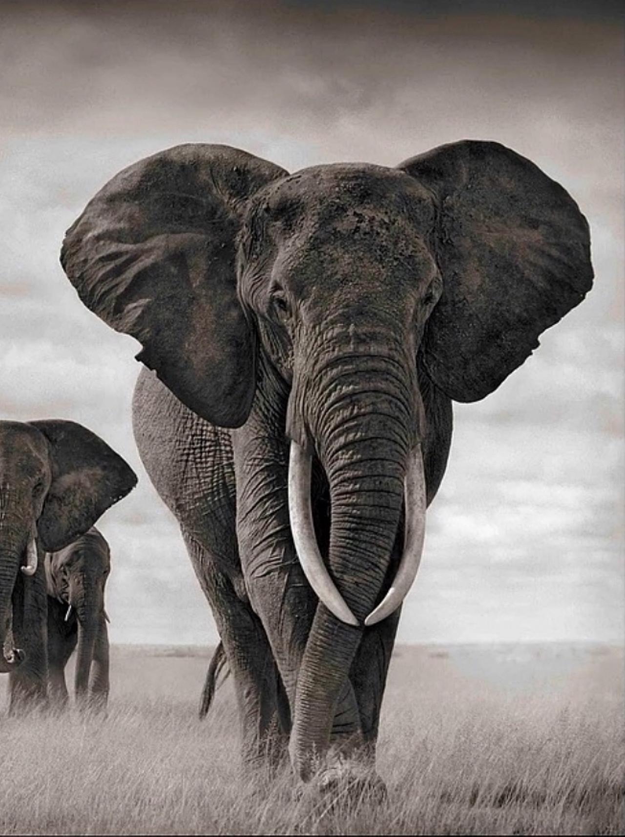 Éléphants marchant à travers le gazon, Amboseli Nick Brandt, Éléphants, Photographie en vente 1