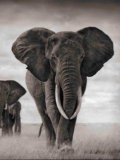 Elephants Walking Through Grass, Amboseli – Nick Brandt, Elephants, Photography
