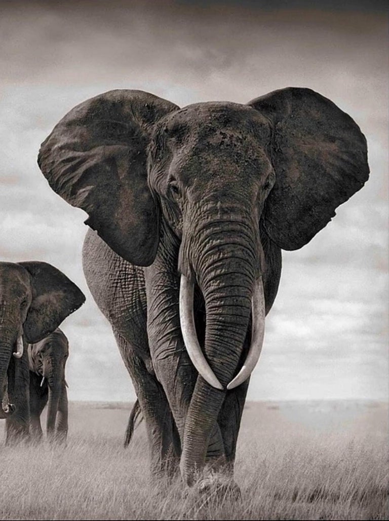 Elephants Walking Through Grass, Amboseli – Nick Brandt, Elephants, Photography For Sale 1