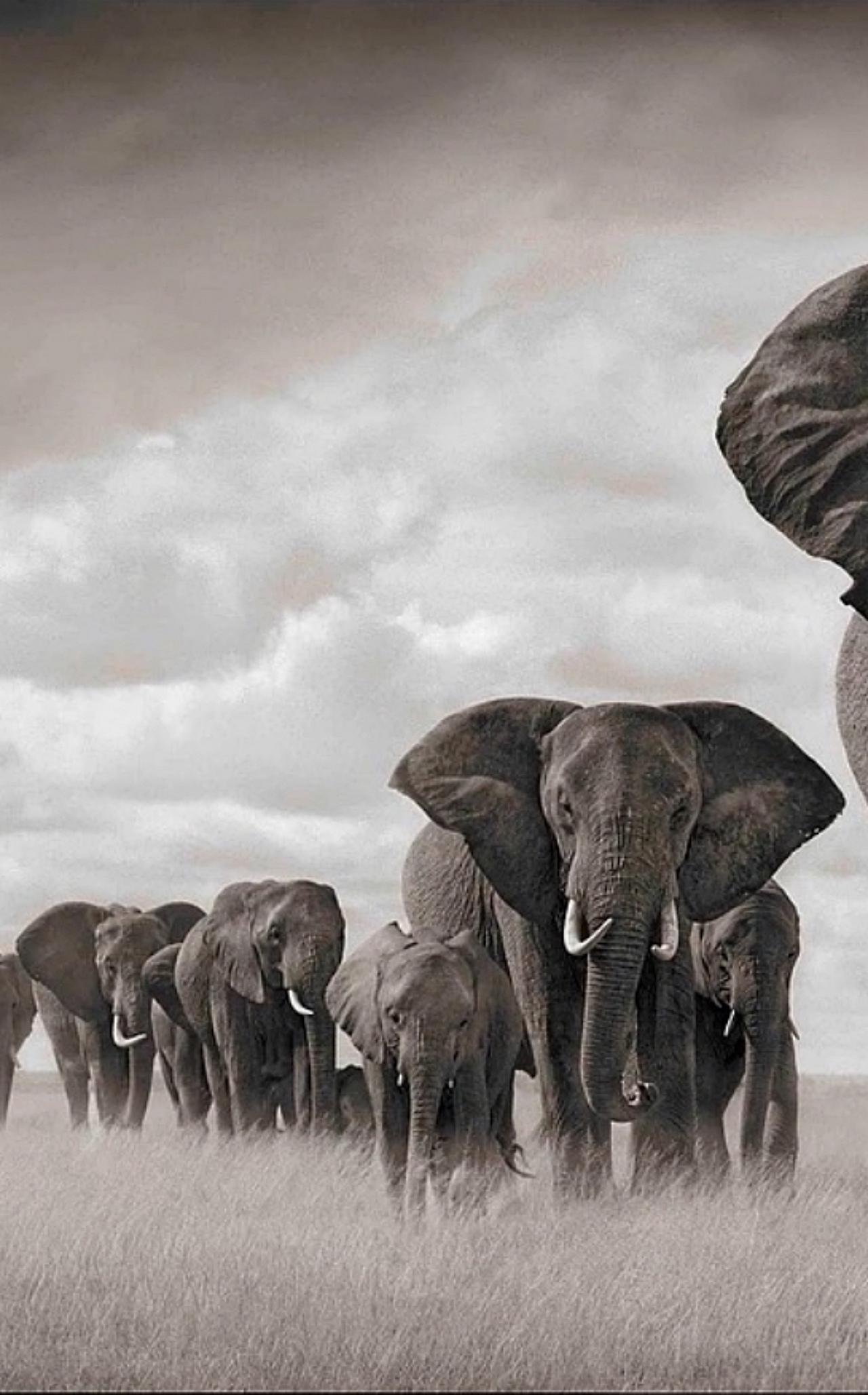 Éléphants marchant à travers le gazon, Amboseli Nick Brandt, Éléphants, Photographie en vente 2
