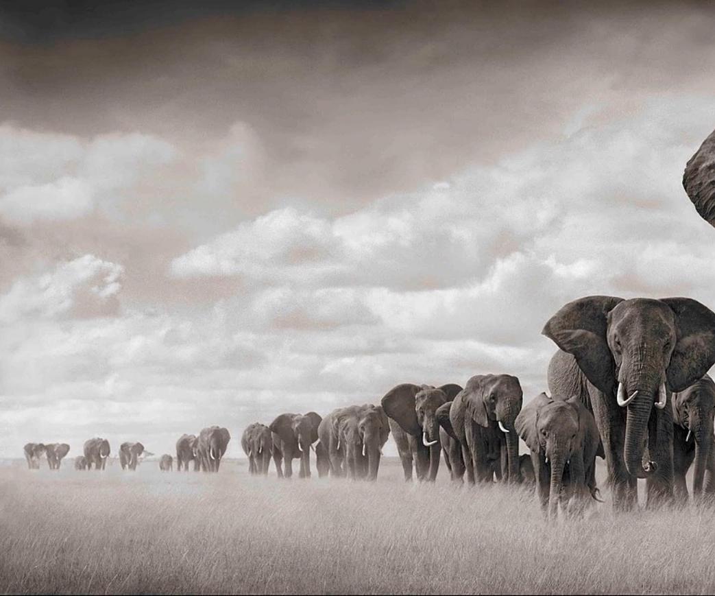 Éléphants marchant à travers le gazon, Amboseli Nick Brandt, Éléphants, Photographie en vente 3