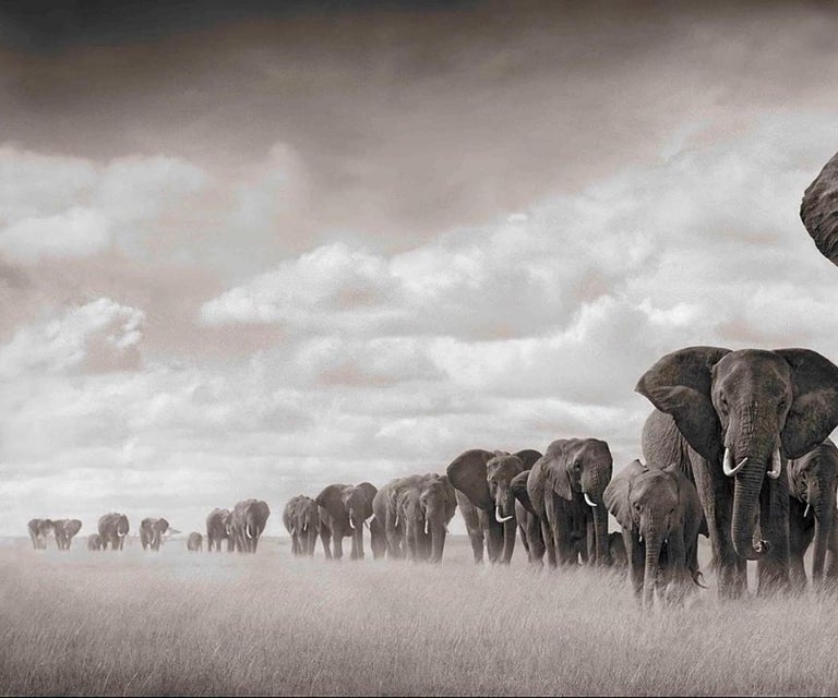 Elephants Walking Through Grass, Amboseli – Nick Brandt, Elephants, Photography For Sale 3