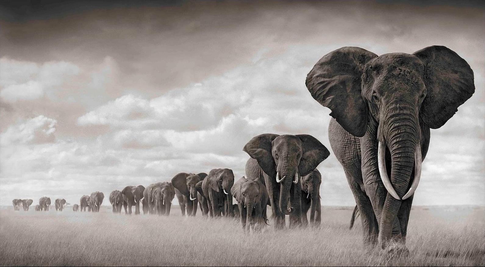 Elephants Walking Through Grass, Amboseli – Nick Brandt, Elephants, Photography