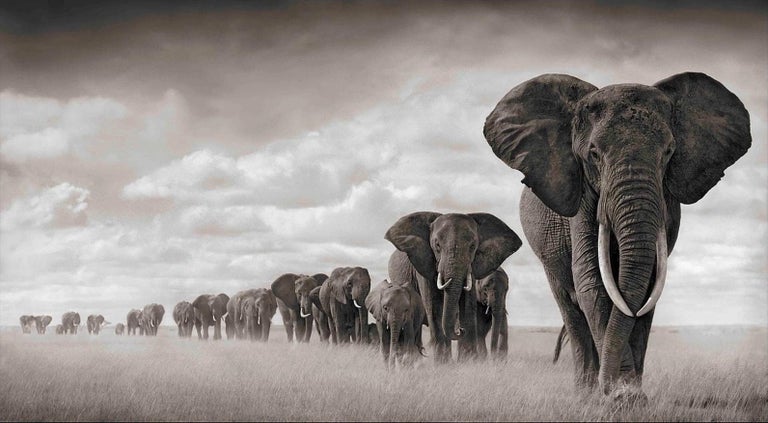 NICK BRANDT (*1966, England)
Elephants Walking Through Grass, Amboseli
2008
Platinum print
Image 58.42 x 106.68 cm (23 x 42 in.)
Sheet 76 x 111.2 cm (29 7/8 x 43 3/4 in.)
Edition of 15 plus AP, Ed 14/15

Nick Brandt is a contemporary English