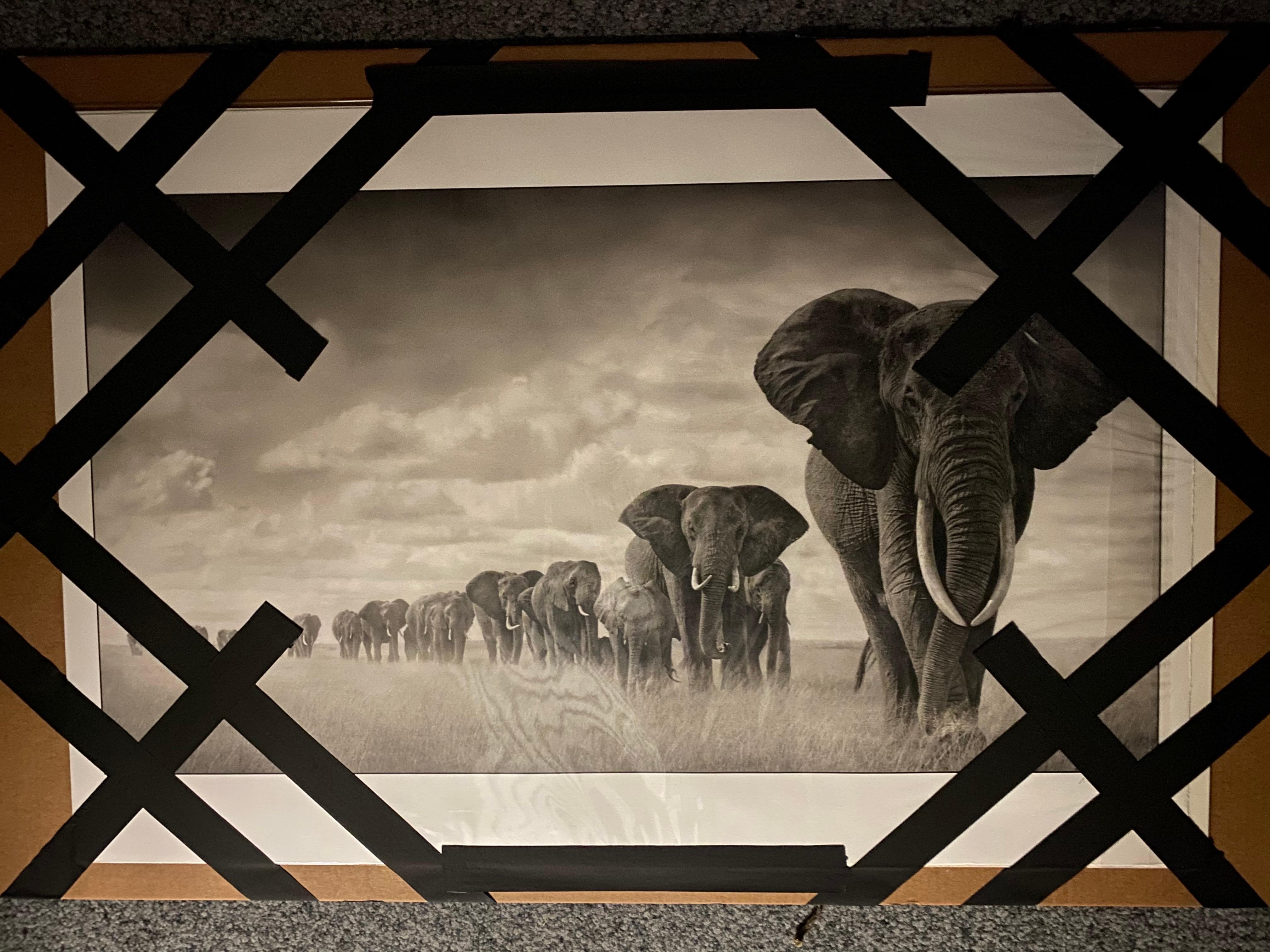 Éléphants marchant à travers le gazon, Amboseli Nick Brandt, Éléphants, Photographie en vente 5