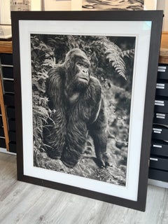 Gorilla on Rock, Parc des Volcans