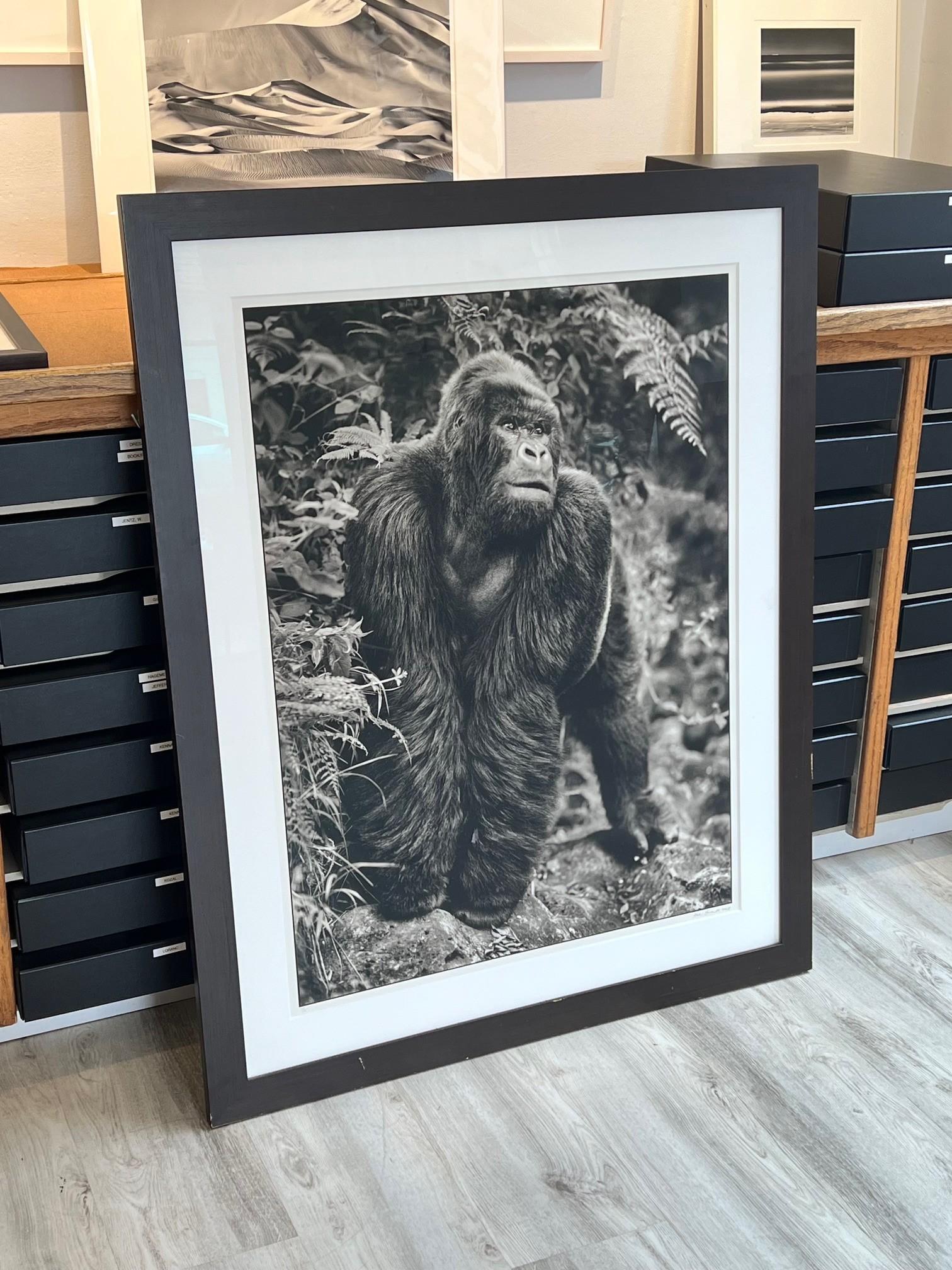 Gorilla sulla roccia, Parc des Volcans - Black and White Photograph Nero di Nick Brandt