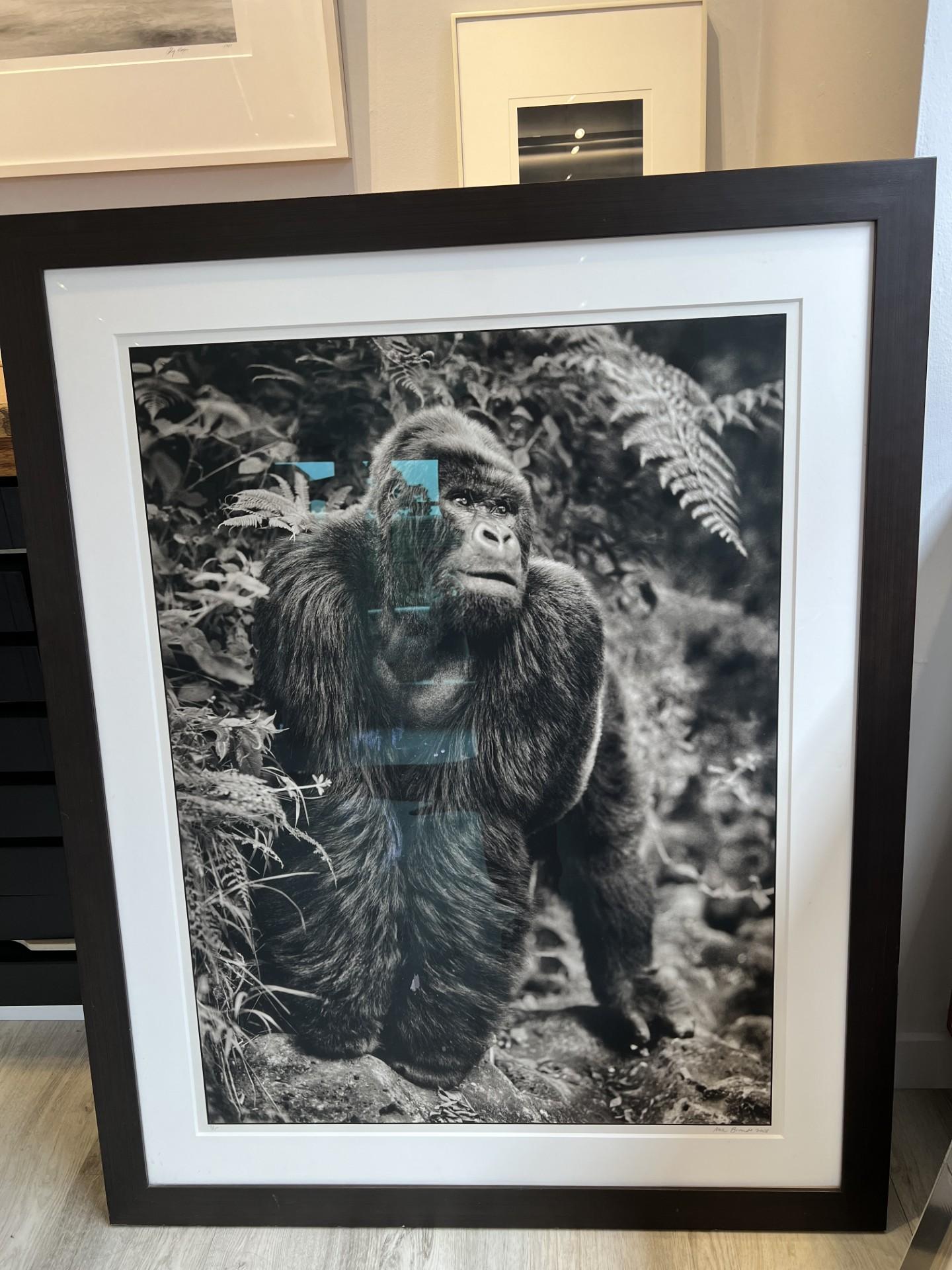 Gorilla sulla roccia, Parc des Volcans in vendita 1