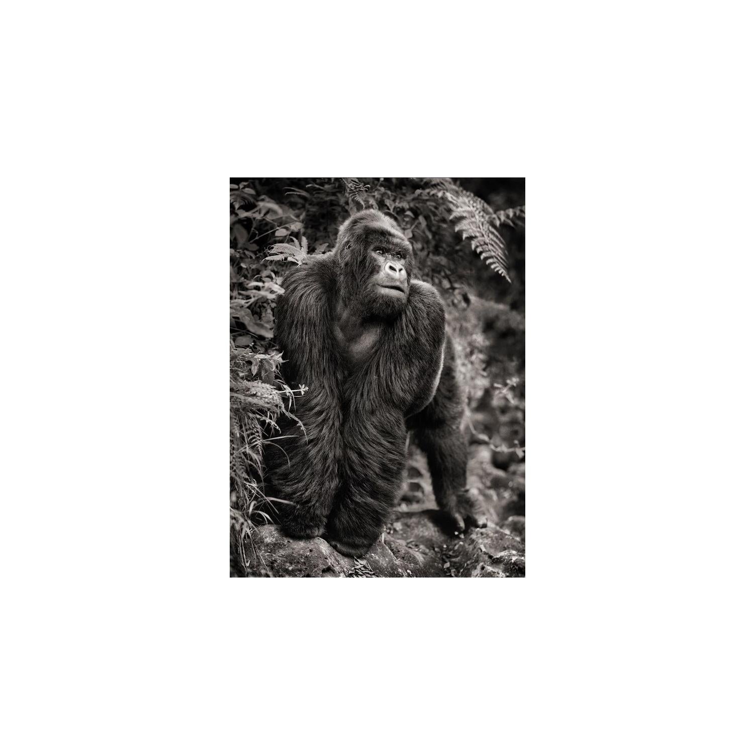 Black and White Photograph di Nick Brandt - Gorilla sulla roccia, Parc des Volcans