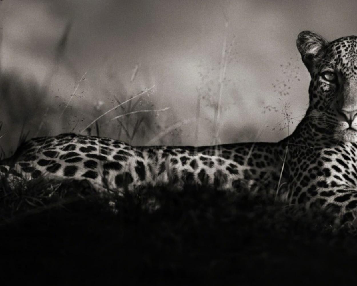 Léopard regardant fixement, Masai Mara - Nick Brandt, Afrique, Léopard, Animal, Vie sauvage en vente 1