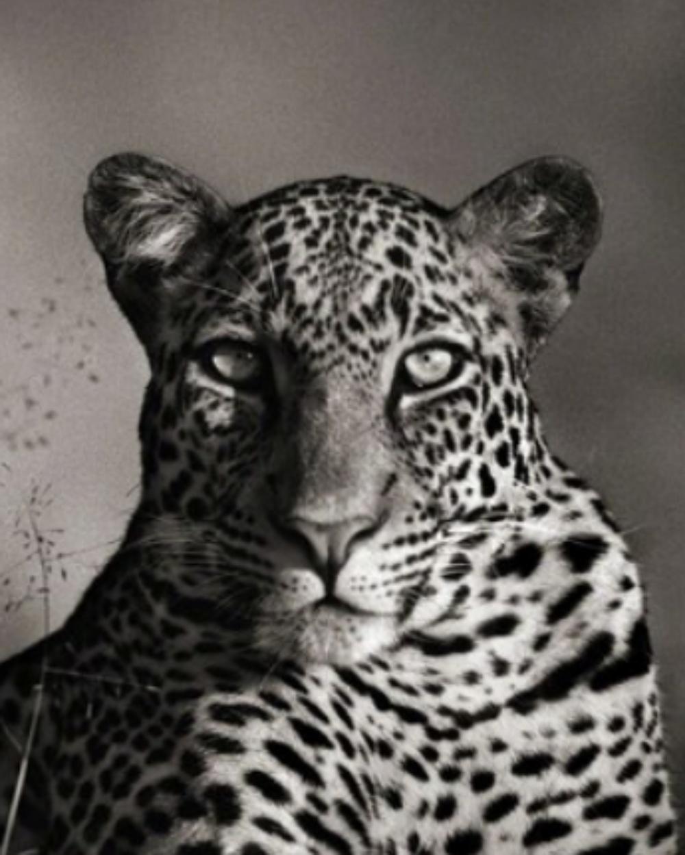 Leopardo mirando fijamente, Masai Mara - Nick Brandt, África, Leopardo, Animal, Vida salvaje en venta 2