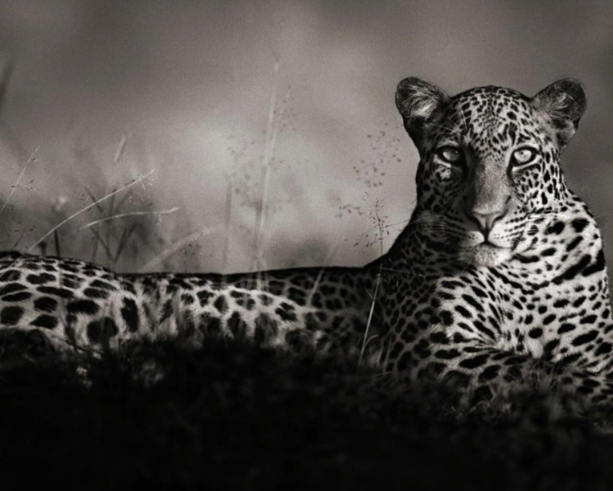 NICK BRANDT (*1966, England)
Leopard Staring, Masai Mara
2010
Platinum print
Sheet 171.12 x 88.9 cm (28 x 35 in.)
Frame 98 x 115 cm (38 5/8 x 45 1/4 in.)
Edition of 15; Ed. 3/15
Framed

Nick Brandt is a contemporary English photographer. His work