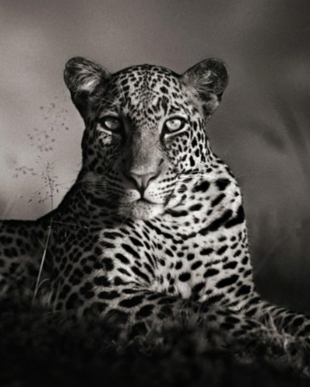 Léopard regardant fixement, Masai Mara - Nick Brandt, Afrique, Léopard, Animal, Vie sauvage en vente 4