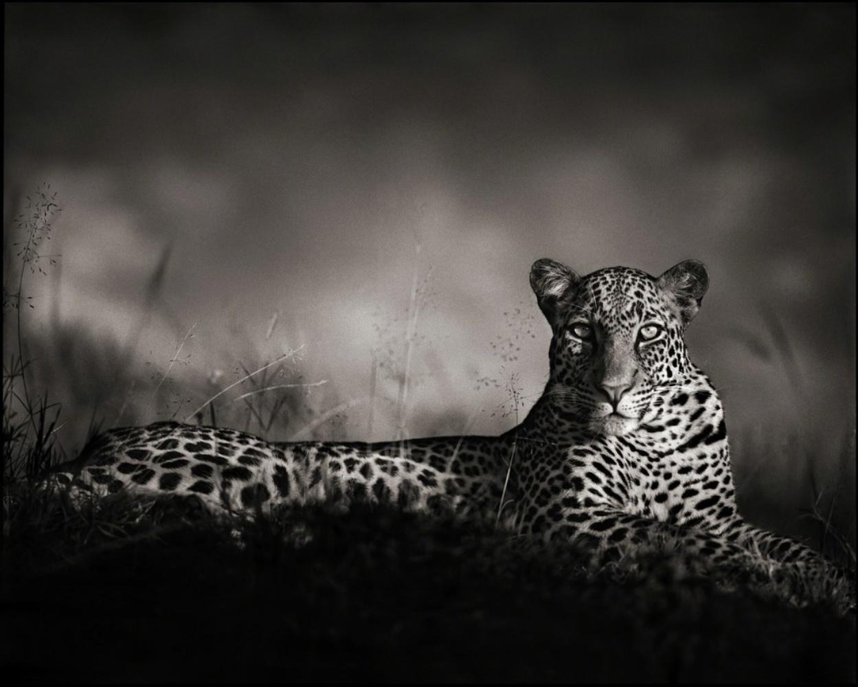 Leopard Staring, Masai Mara – Nick Brandt, Africa, Leopoard, Animal, Wildlife
