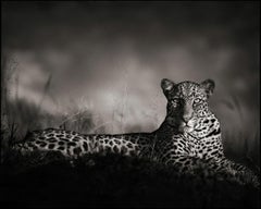 Léopard regardant fixement, Masai Mara - Nick Brandt, Afrique, Léopard, Animal, Vie sauvage