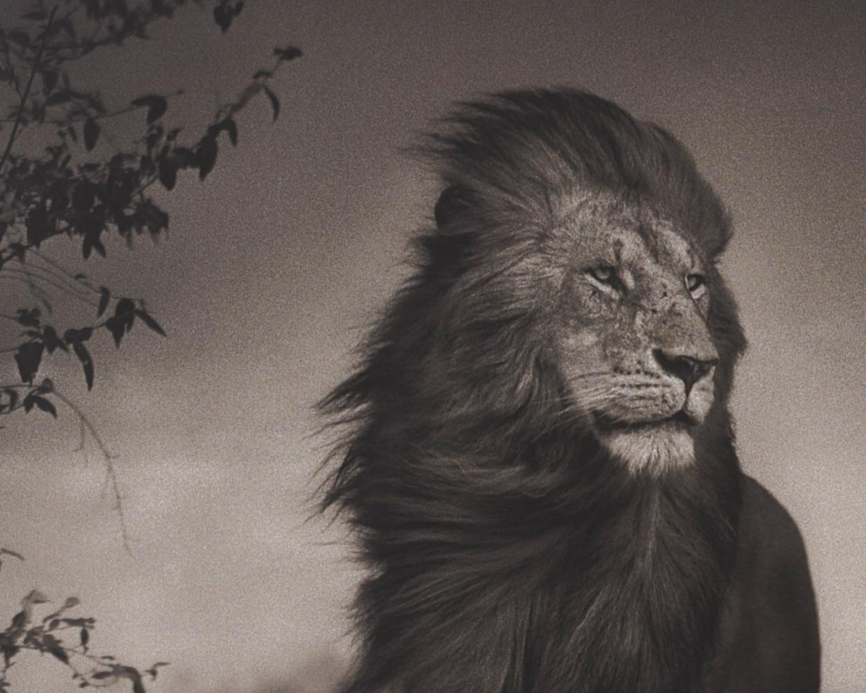 nick brandt photography for sale