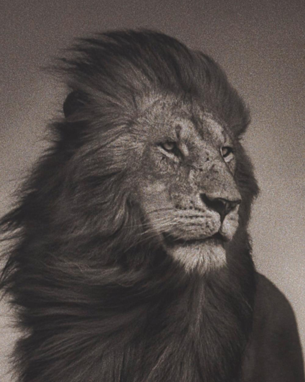 NICK BRANDT (*1966, England)
Lion Before Storm I, Masai Mara
2006
Archival Pigment Print
Sheet 50,8 x 64.26 cm (20 x 25 1/4 in.)
Edition of 25, plus 3 AP; AP3 (from a sold out Edition)
Framed

Nick Brandt is a contemporary English photographer. His