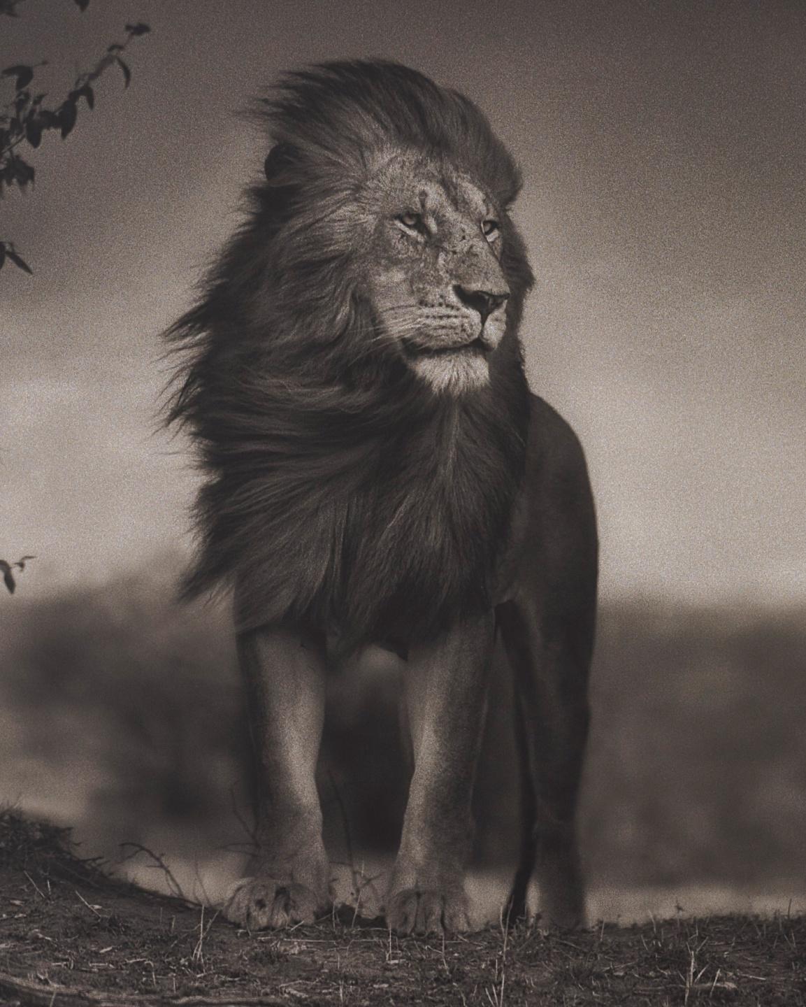Lion Before Storm I, Masai Mara – Nick Brandt, Africa, Lion, Storm, Animal, Art 1