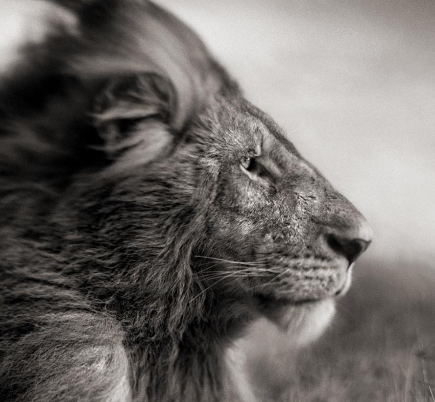 León antes de la tormenta II, Maasai Mara, 2006 - Nick Brandt, África, Animal, Arte en venta 1