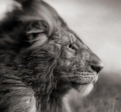 Lion Before Storm II, Maasai Mara, 2006 – Nick Brandt