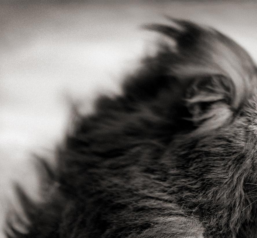 León antes de la tormenta II, Maasai Mara, 2006 - Nick Brandt, África, Animal, Arte en venta 2