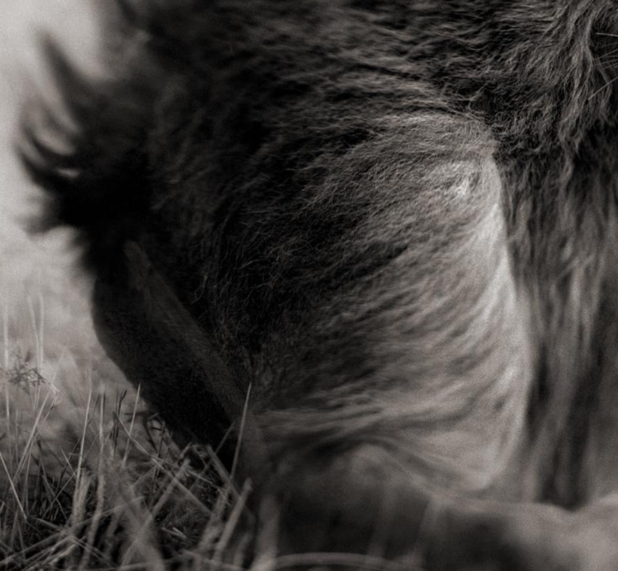 León antes de la tormenta II, Maasai Mara, 2006 - Nick Brandt, África, Animal, Arte en venta 3