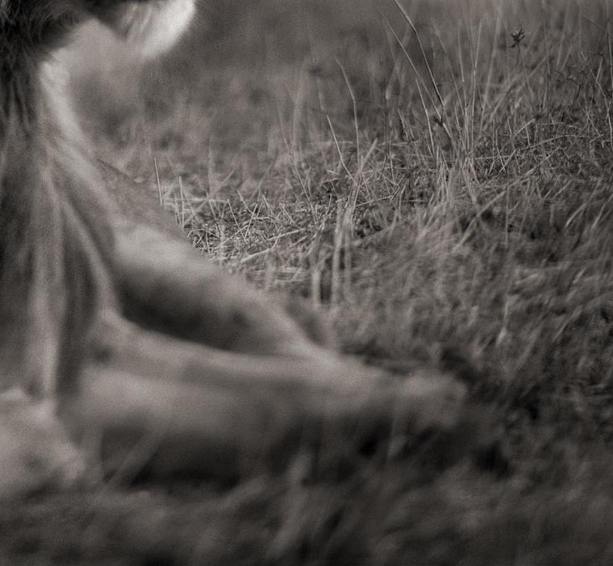 León antes de la tormenta II, Maasai Mara, 2006 - Nick Brandt, África, Animal, Arte en venta 4