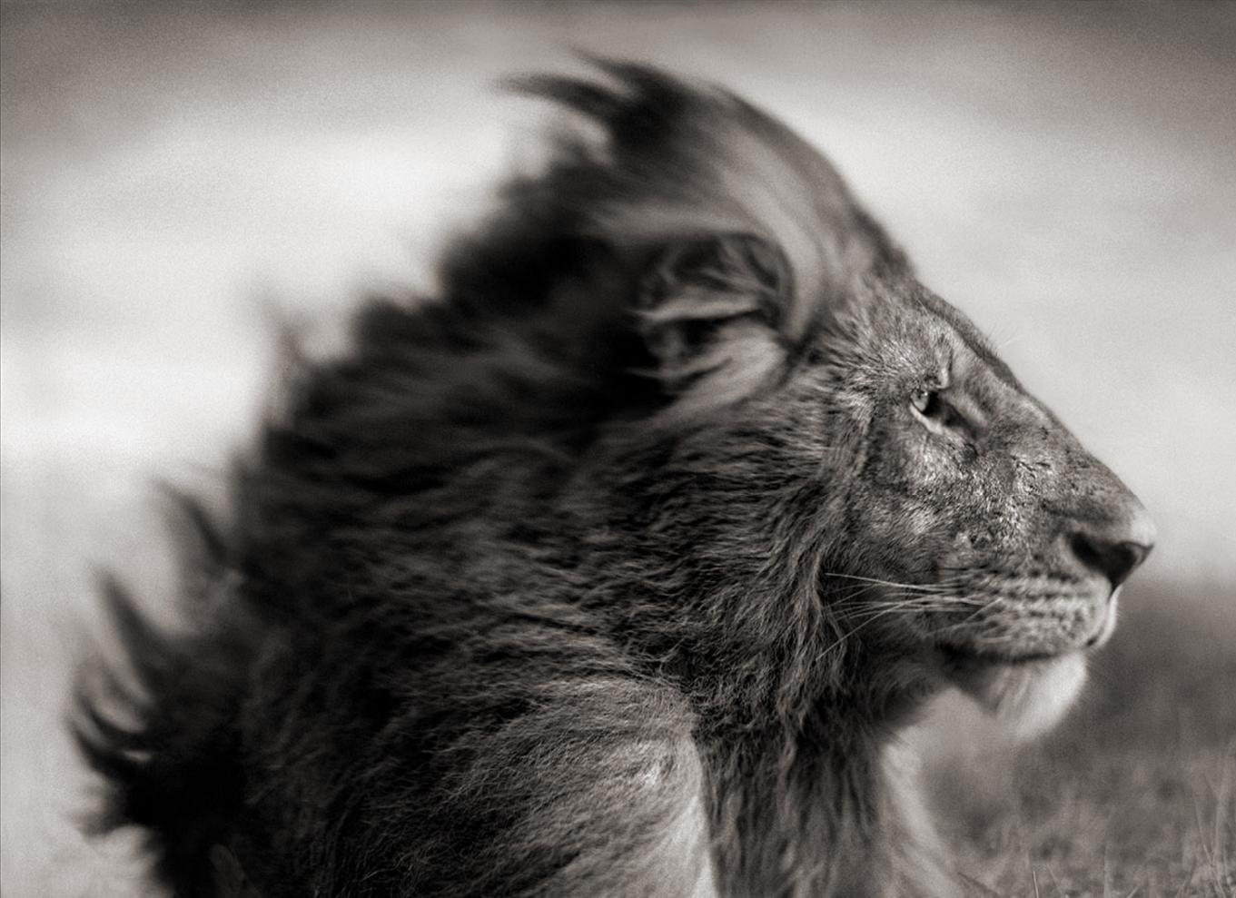 León antes de la tormenta II, Maasai Mara, 2006 - Nick Brandt, África, Animal, Arte en venta 5