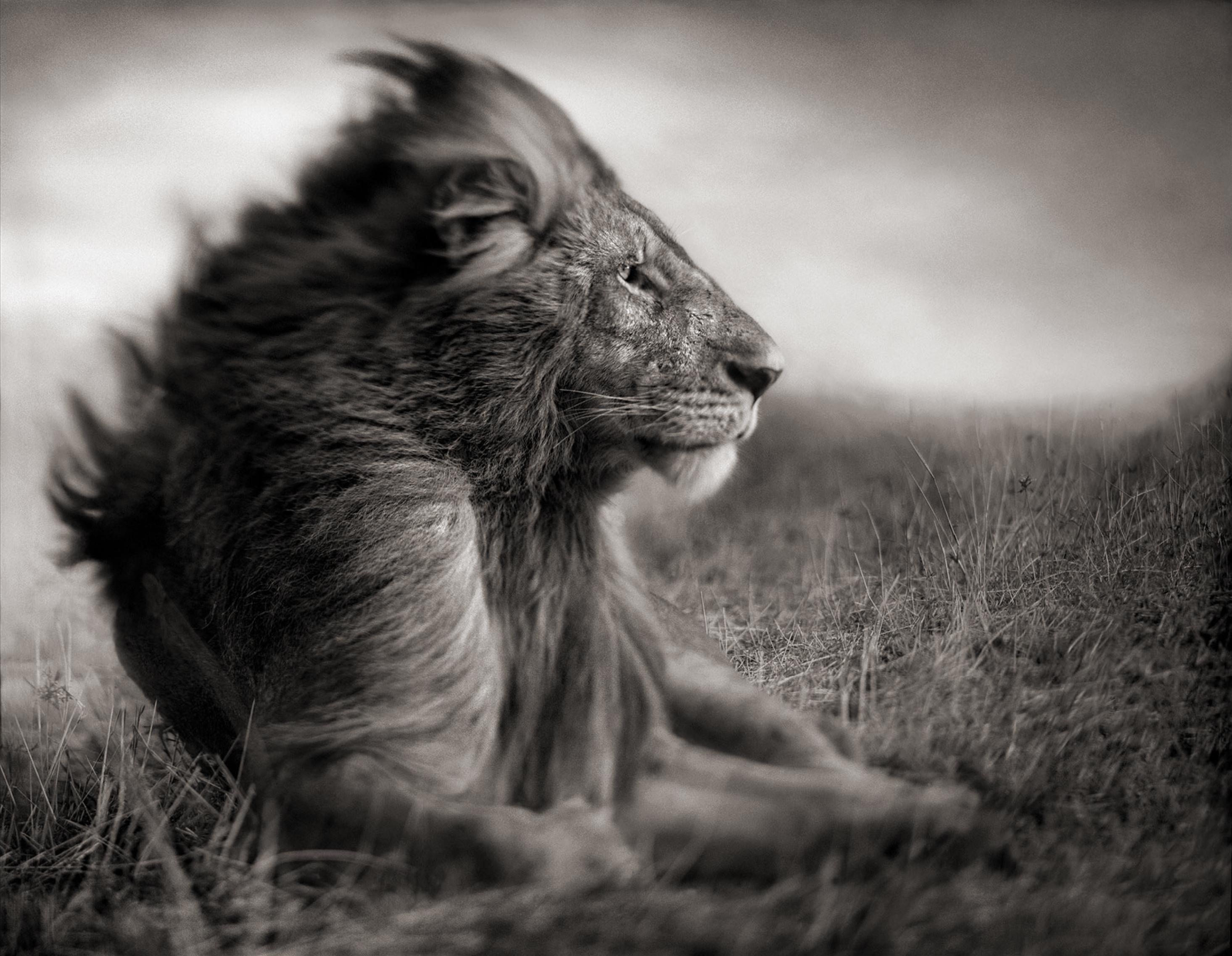 Lion Before Storm II, Maasai Mara, 2006 – Nick Brandt, Africa, Animal, Art