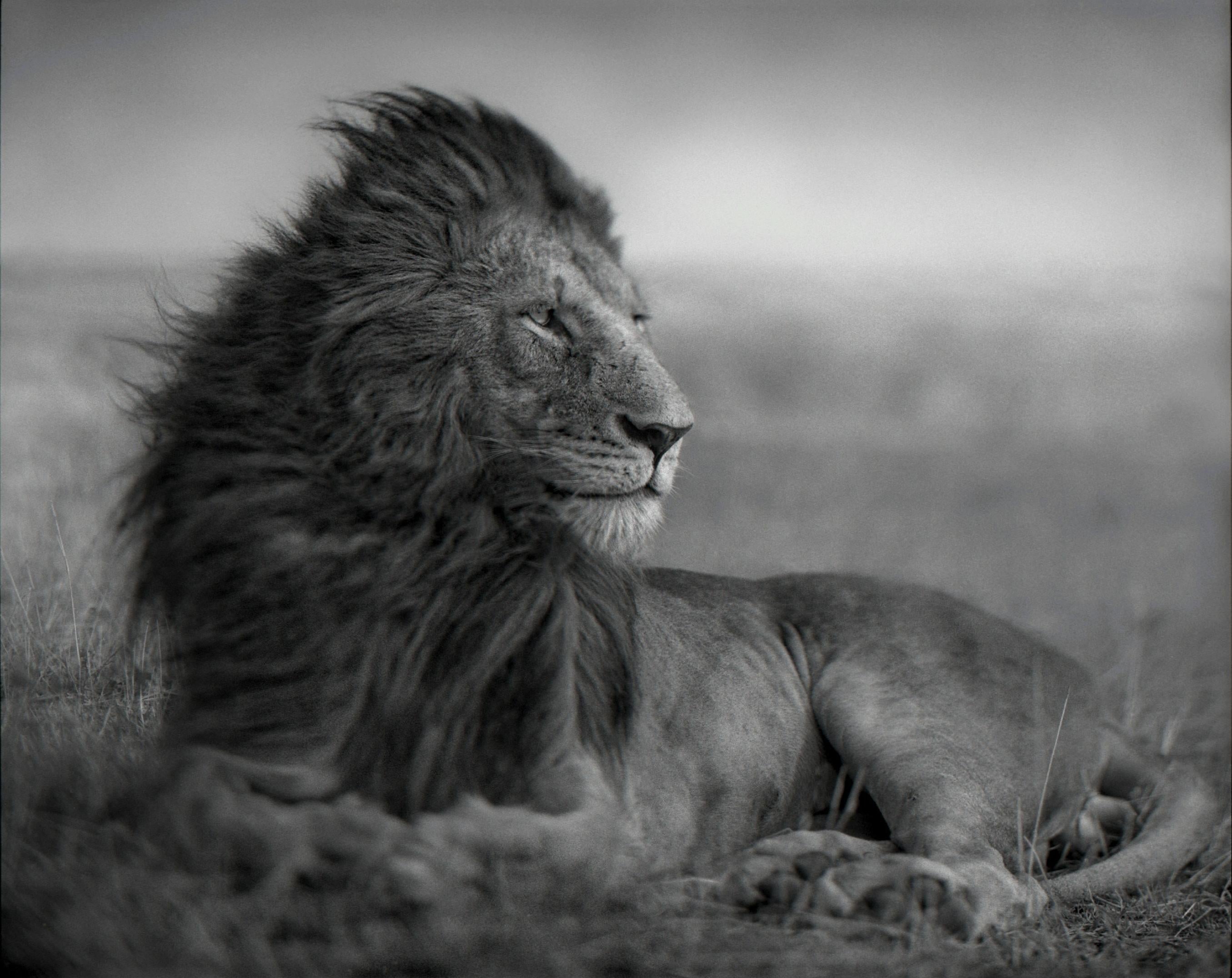 NICK BRANDT (*1966, England)
Lion Before Storm V, Maasai Mara, 2006
Platinum Print
Sheet 55.9 x 69.8 cm (22 x 27 1/2 in.) 
Edition of 8 plus AP's (from sold out edition)
Print only

Nick Brandt is a contemporary English photographer. His work