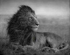 Löwe vor dem Sturm V, Maasai Mara, 2006 - Nick Brandt, Afrika, Tier, Kunst