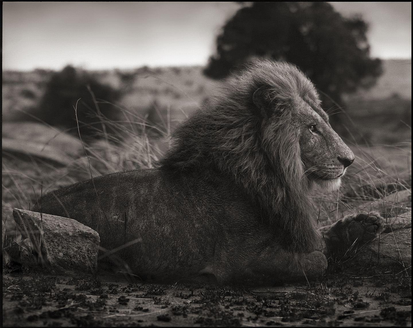 Nick Brandt Black and White Photograph - Lion on Burned Ground, Serengeti