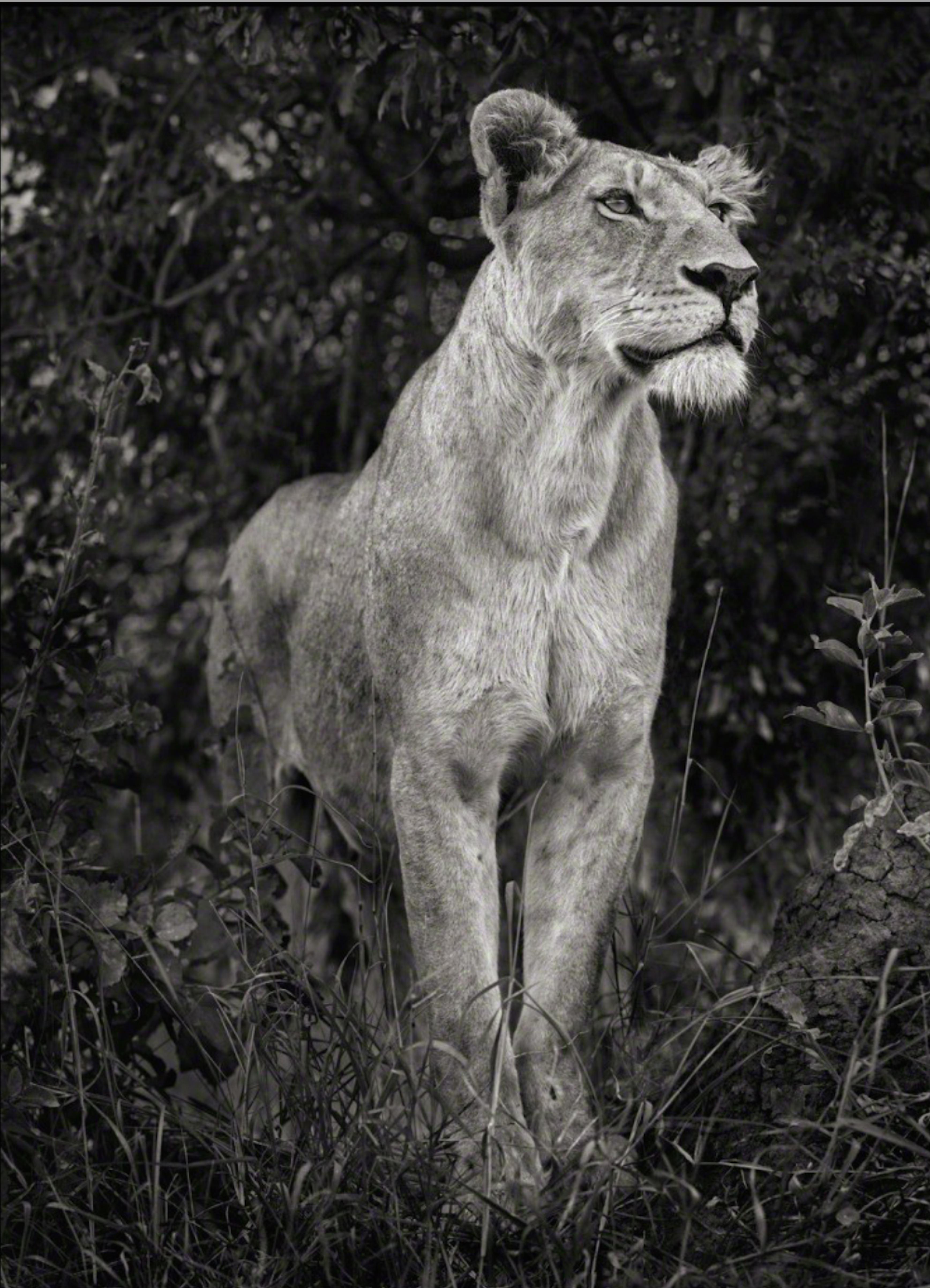 Nick Brandt Black and White Photograph - LIONESS AGAINST DARK FOLIAGE, SERENGETI