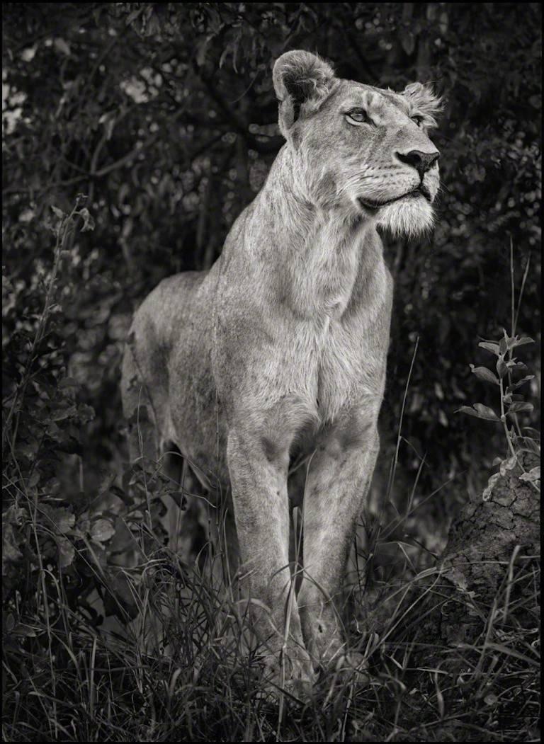 Lioness Against Dark Foliage, Serengeti - Photograph by Nick Brandt
