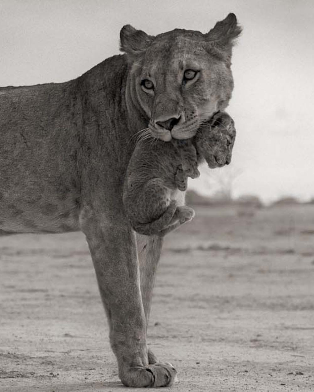 lion holding cub in mouth