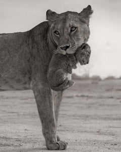 Lioness Holding Cub in Mouth, Maasai Mara – Nick Brandt, Lion, Africa, Animals