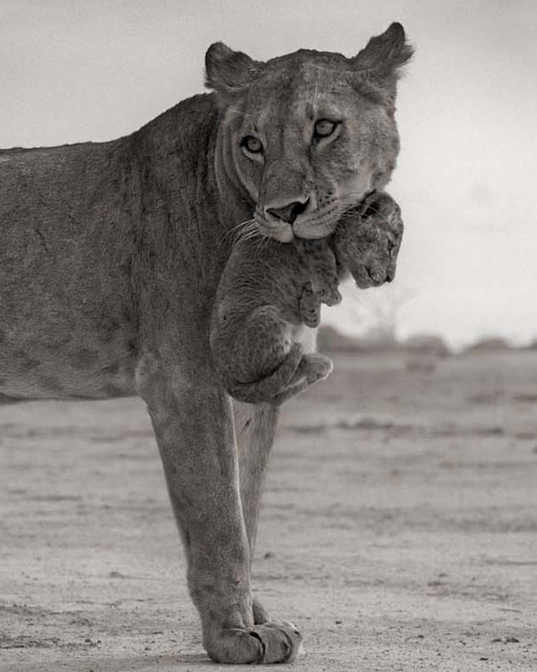 Lioness Holding Cub in Mouth, Maasai Mara – Nick Brandt, Lion, Africa, Animals For Sale 1