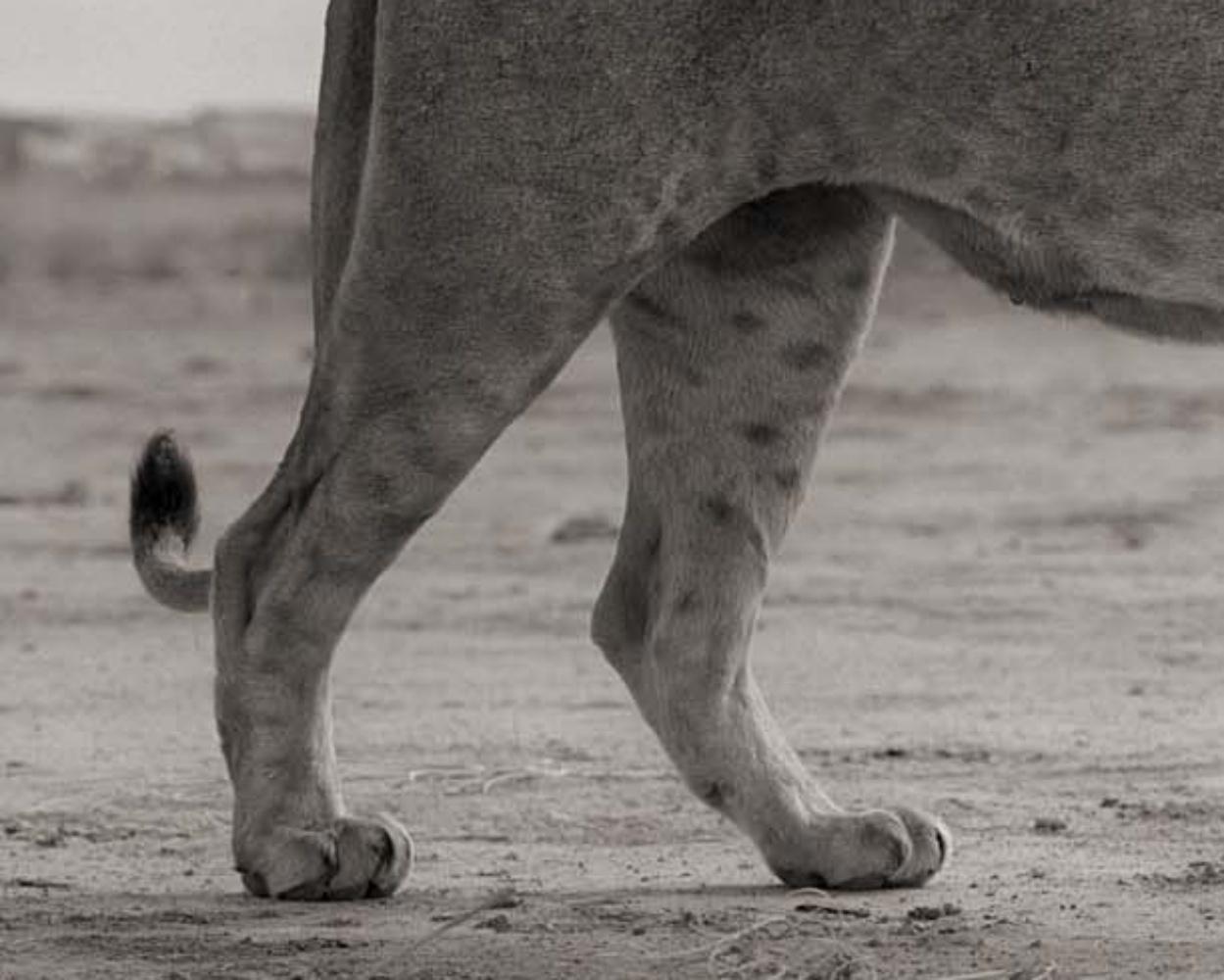 Lions tenant un cube dans la bouche, Maasai Mara Nick Brandt, Lion, Afrique, Animaux en vente 2