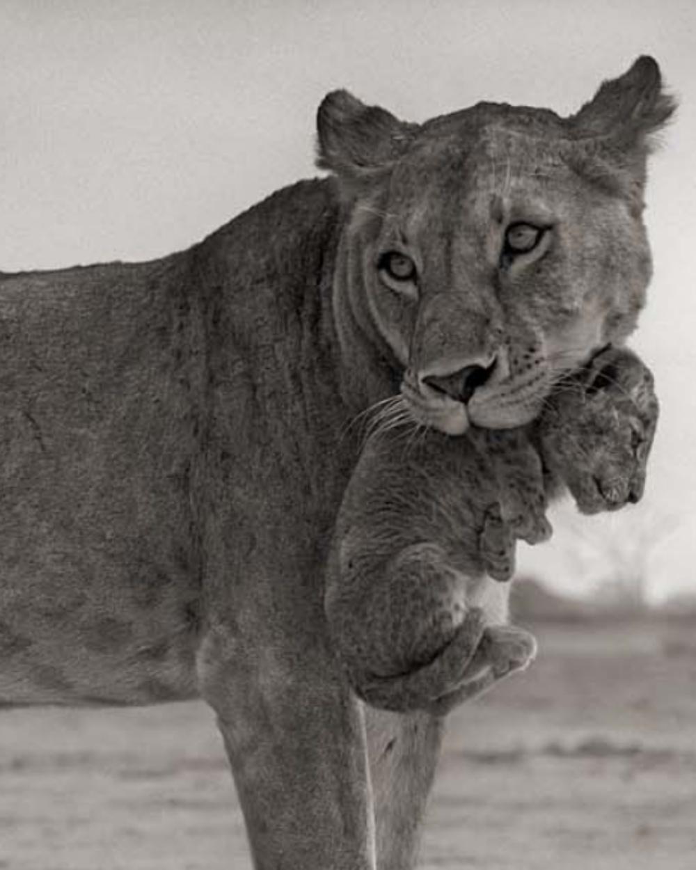 NICK BRANDT (*1966, England)
Lioness with Cub in Mouth, Amboseli
2012
Platinum print
Sheet 71,12 x 88,9 cm (28 x 35 in.)
Edition of 15, plus AP's; Ed. no. 2/15
print only

Nick Brandt is a contemporary English photographer. His work focuses on the