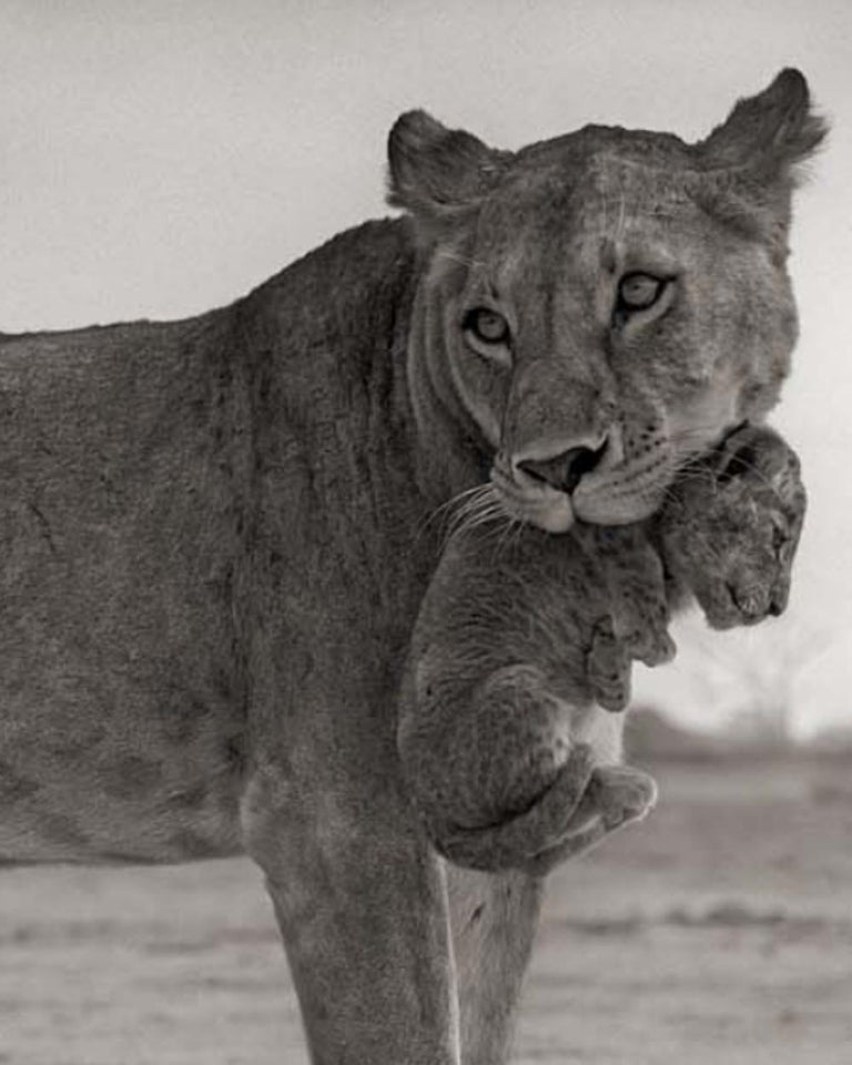 Lioness Holding Cub in Mouth, Maasai Mara – Nick Brandt, Lion, Africa, Animals For Sale 3