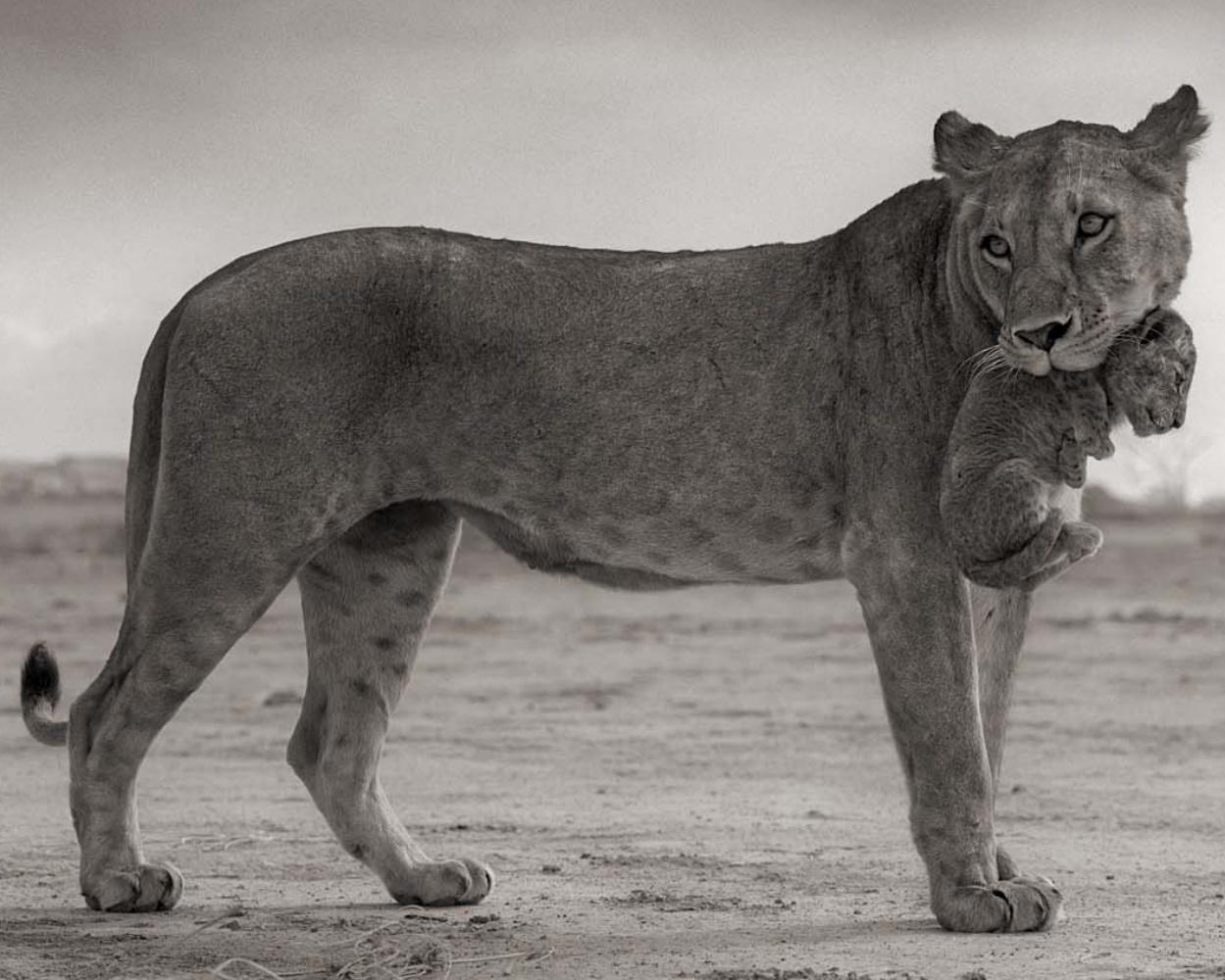 Lions tenant un cube dans la bouche, Maasai Mara Nick Brandt, Lion, Afrique, Animaux en vente 4