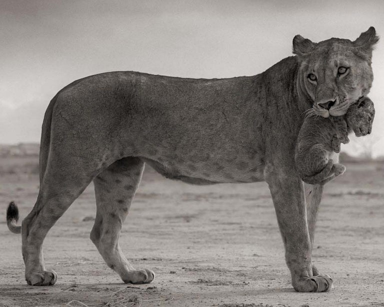Lioness Holding Cub in Mouth, Maasai Mara – Nick Brandt, Lion, Africa, Animals For Sale 4