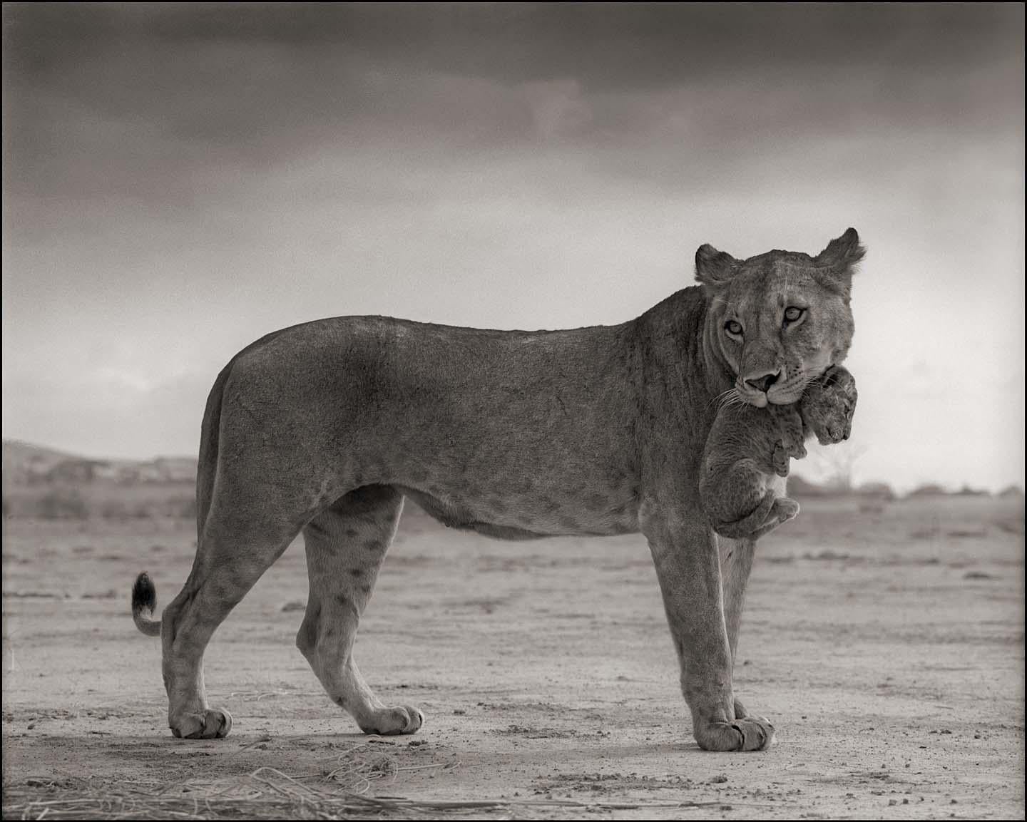 NICK BRANDT (*1966, Angleterre)
Lionne avec son petit dans la bouche, Amboseli
2012
Impression jet d'encre d'archive
Feuille 101,6 x 127 cm (40 x 50 in.)
Edition de 15, plus AP's ; Ed. no. 15/15 (dernière édition disponible)

Nick Brandt est un