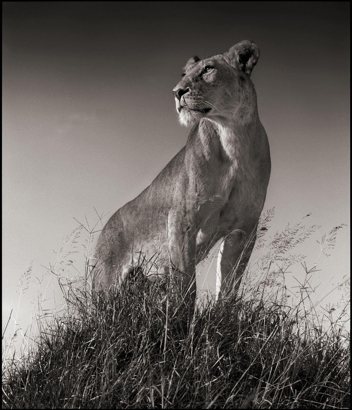 Nick Brandt Landscape Photograph - Lioness on Mound, Maasai Mara