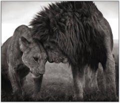 Lions Head to Head, Masai Mara - Black and White Photography by Nick Brandt