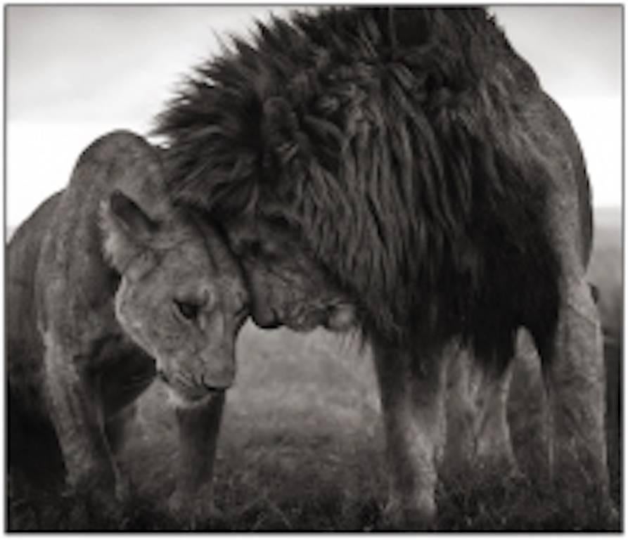 Nick Brandt Black and White Photograph - Lions Head to Head, Masai Mara